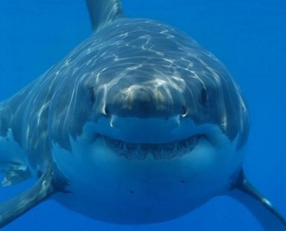 Statham, Fan to tackle the “Meg” in&nbsp;2018