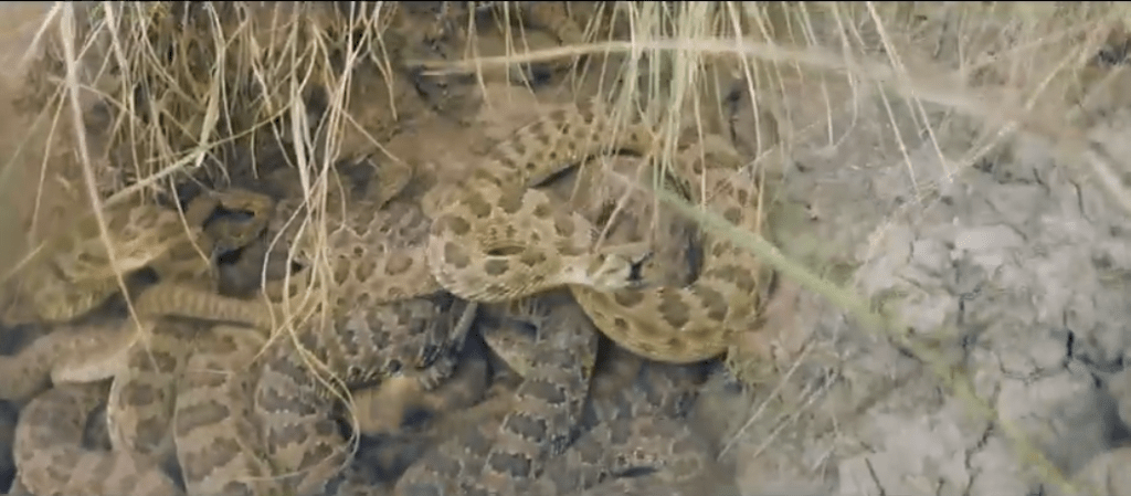 Rattlers 2 (USA,&nbsp;2021)