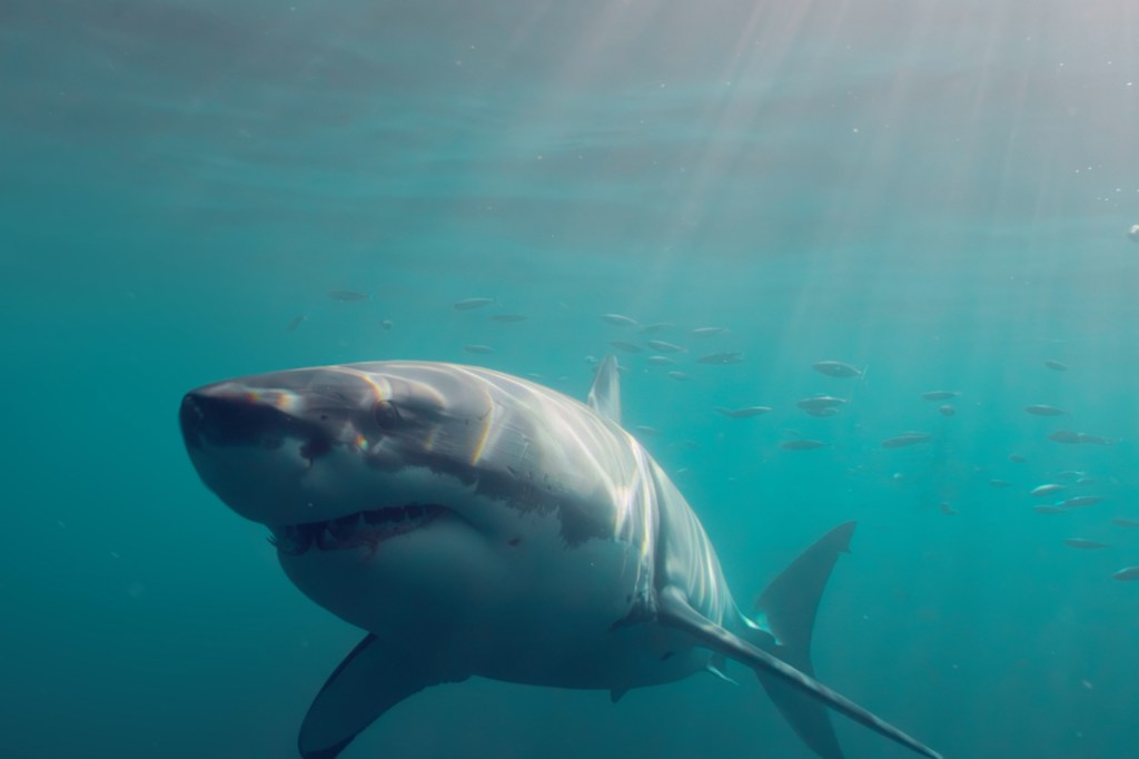 The Sharks Are Back in Sequel to “The&nbsp;Reef”