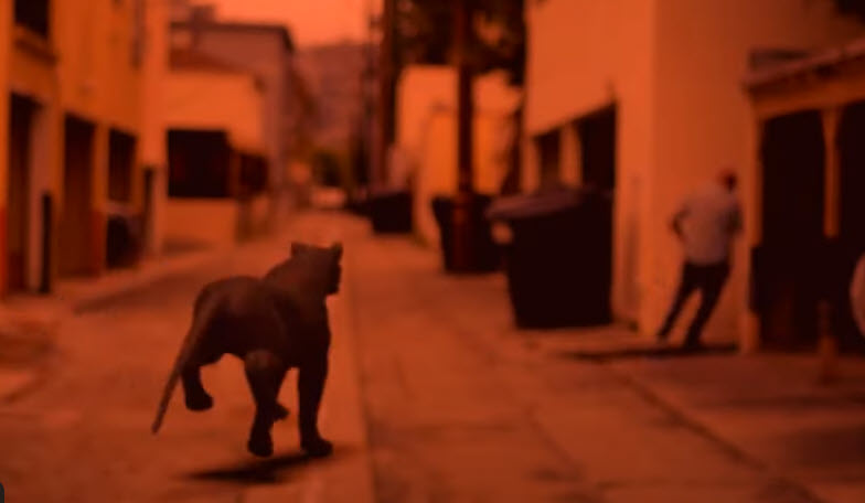 Cocaine Cougar (USA,&nbsp;2023)