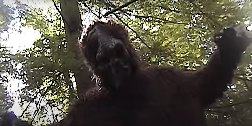 Bigfoot Unleashed, Part VII (USA, 2024)