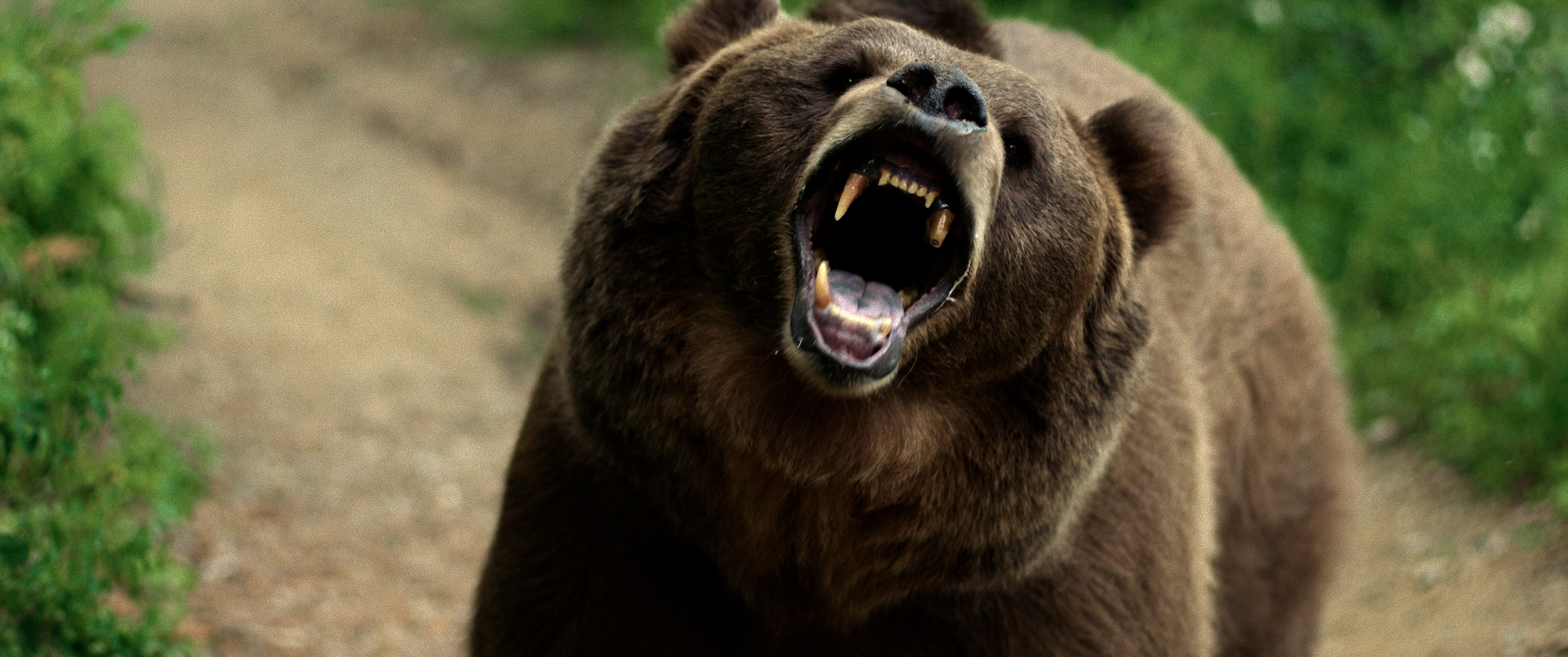 Grizzly Night (2026)