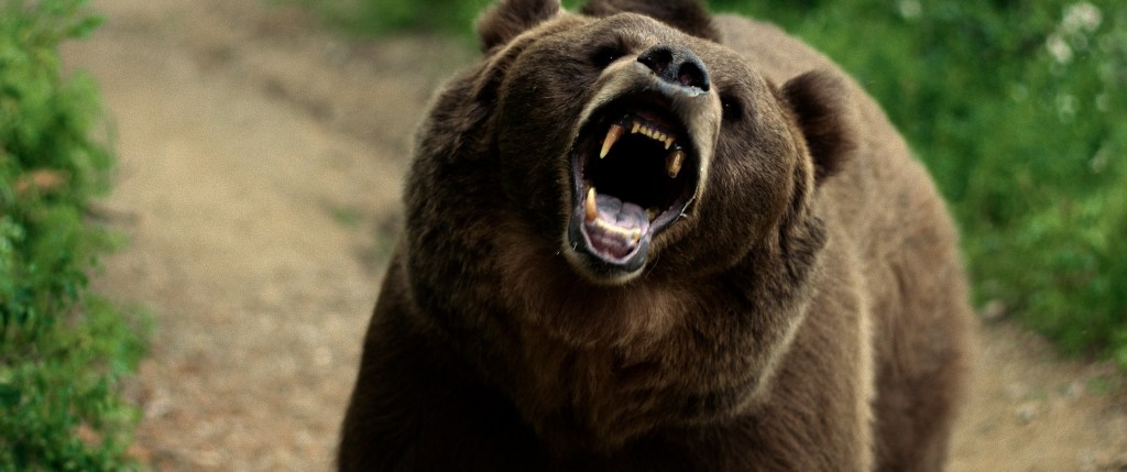 Grizzly Night (USA,&nbsp;2026)